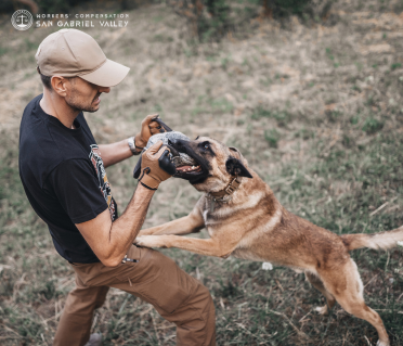 What is the average dog bite settlement in California | Sangab Attorney